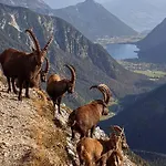 Apartman Mountain